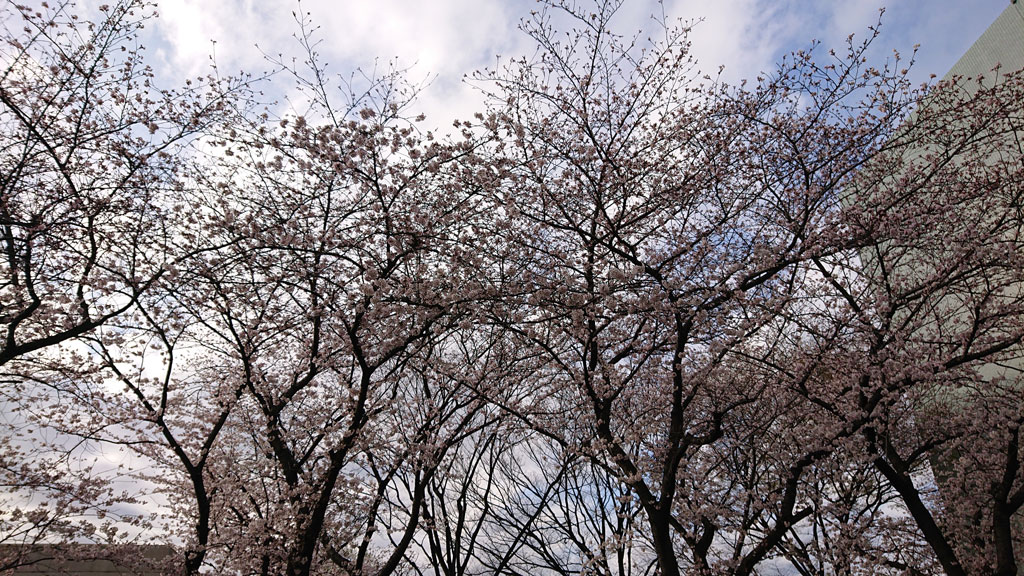 都内は桜が満開！！