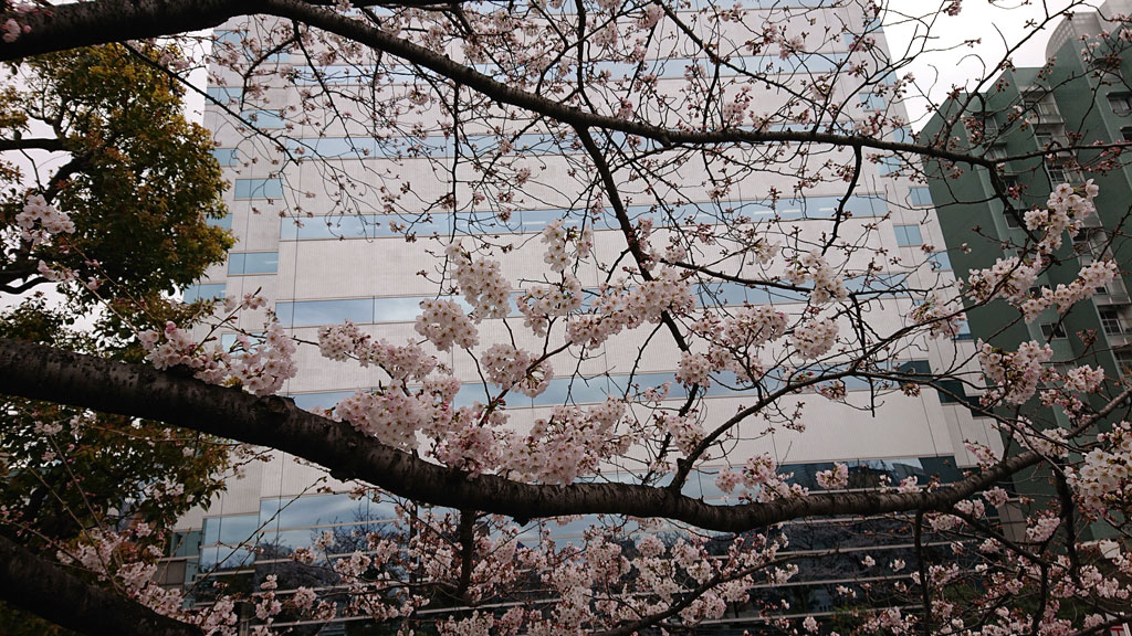 都内は桜が満開！！